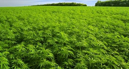 Cáñamo. Del campo a la&nbsp;fábrica.